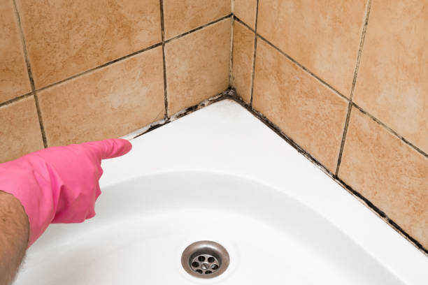 Best Commercial Mold Removal  in Youngstown, OH